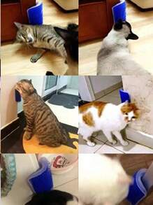 Pettine e spazzola per gatti, giocattolo per gatti con erba gatta, spazzola da parete per gatti, auto-grooming per gatti, pettine e spazzola per gattini, strumento per grattarsi e pettinarsi