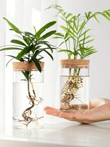 1 件，水培植物桌面玻璃花盆花瓶，用于家居装饰，植物繁殖站芽花瓶，桌面水培植物花瓶，用于客厅桌子装饰厨房办公室万圣节 - 透明 - 查看 1
