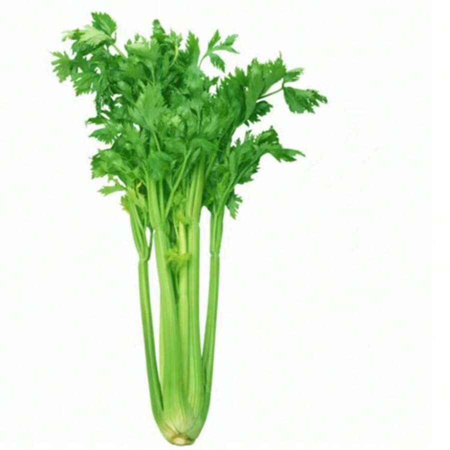 200pcs Heirloom Fresh Parsley And Cilantro Vegetable Garden Seeds For