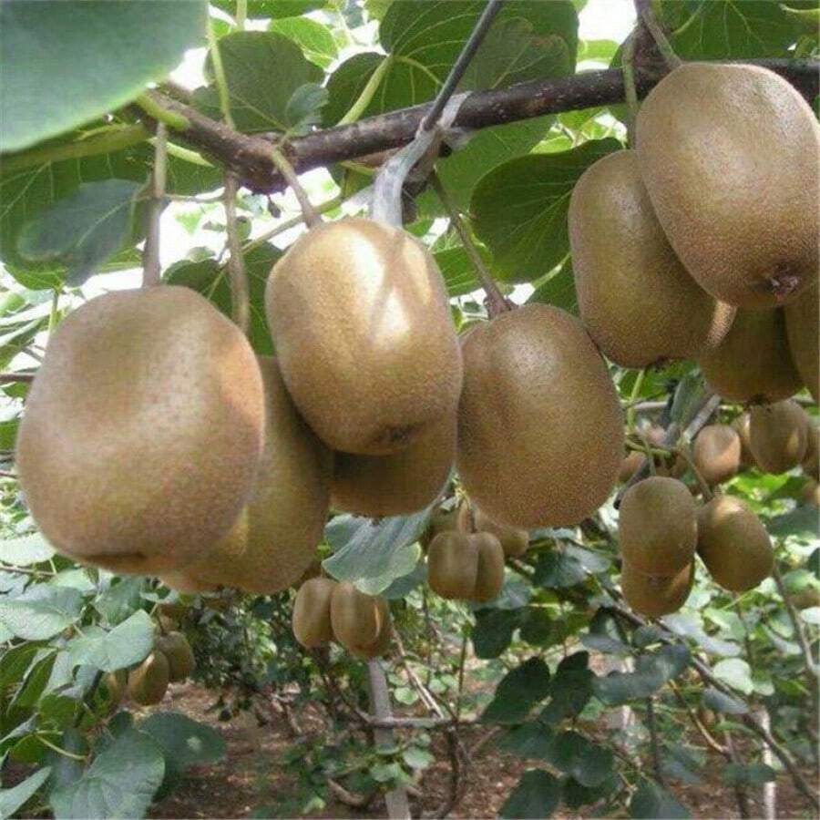 Easy Cultivating High Germination Rate Kiwifruit Seed Forest Seed
