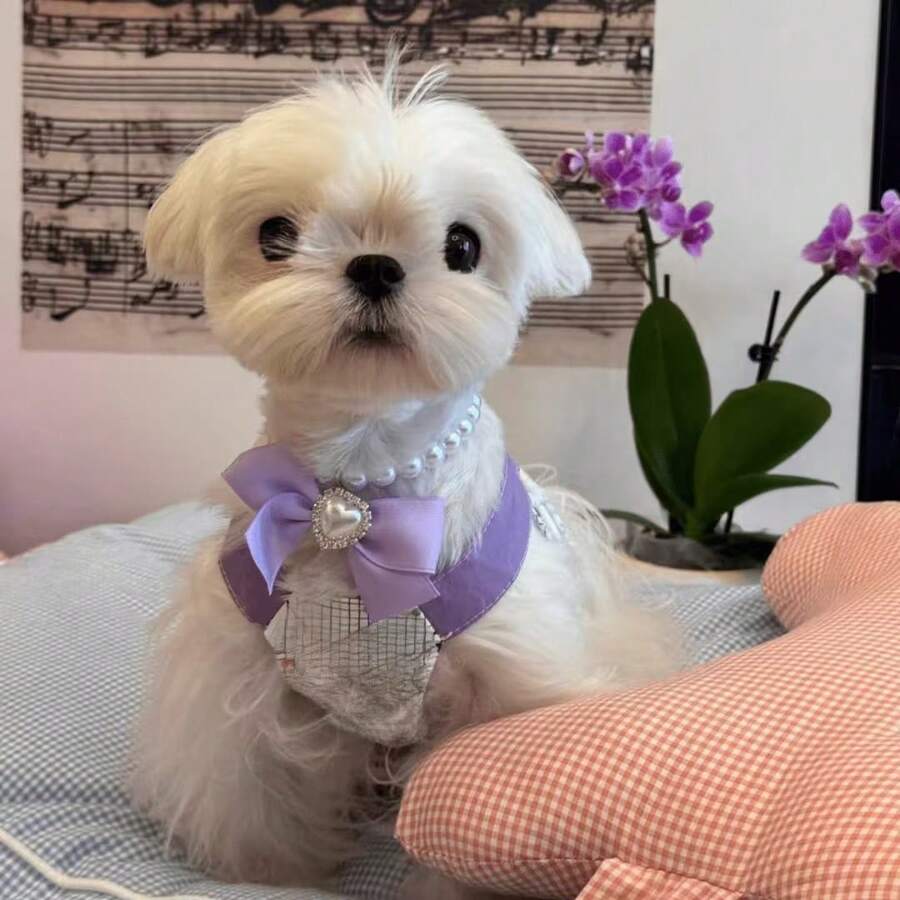 1 件猫串珠项链，可爱极具吸引力的水钻镶嵌狗和猫项圈，用于拍照的装饰品，项链可防止猫咬和舔 - 黃色 - 查看 1