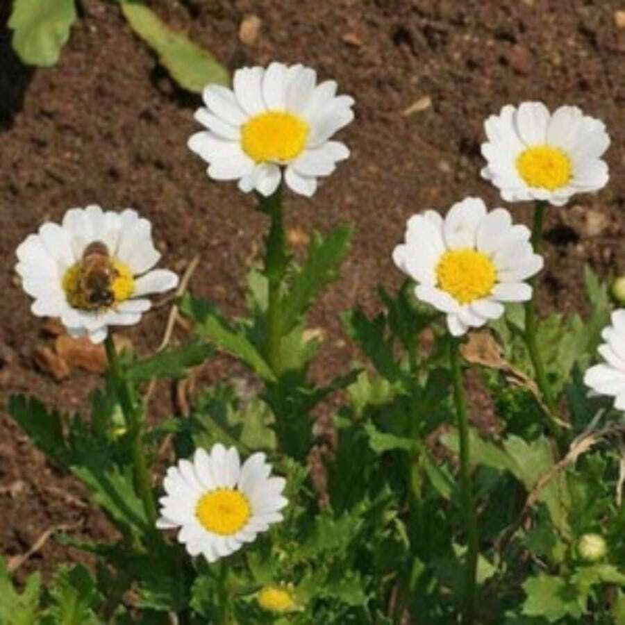 Creeping Daisy Seeds Chrysanthemum Paludosum Ground Cover Flowers