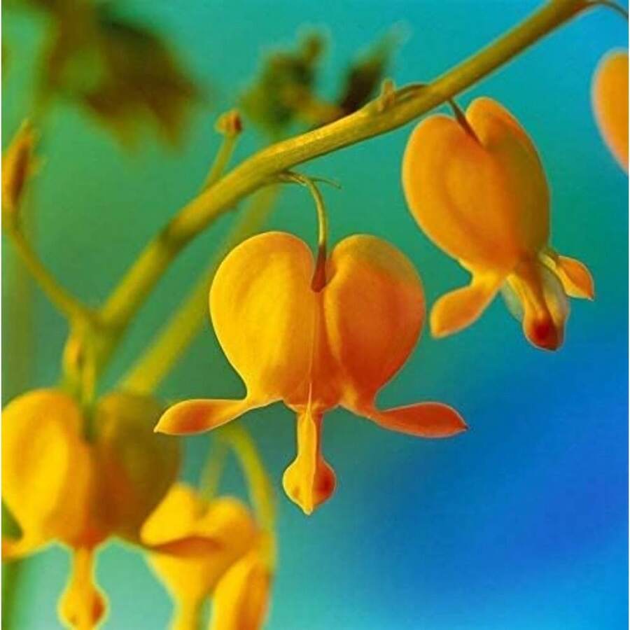 Garden Rare 100pcs Bleeding Heart Dicentra Spectabilis Flower Seeds
