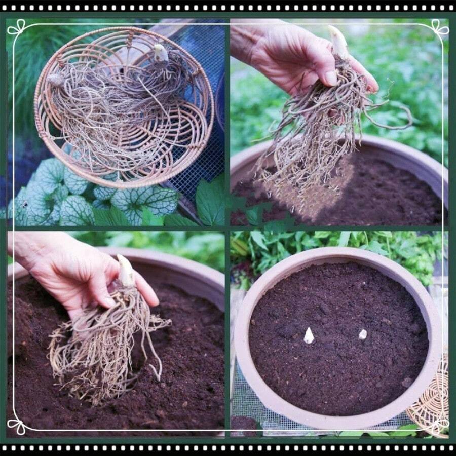 200pcs Darwin Tulip Seeds SHEIN USA