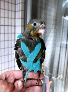 防咬飛行訓練繩,鸚鵡鳥寵物拴繩套件,超輕質按繩、柔軟便攜寵物玩具