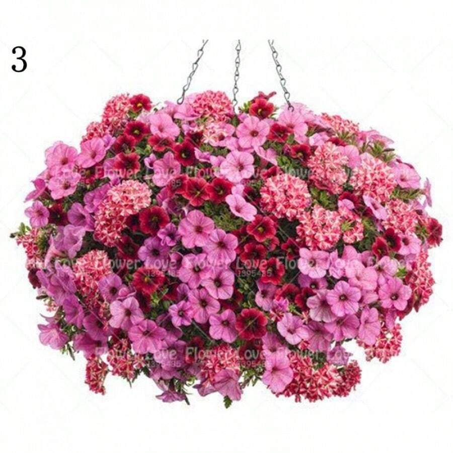 100 Pcs Hanging Petunia Beautiful Seeds Flower Seeds Perennials Bonsai