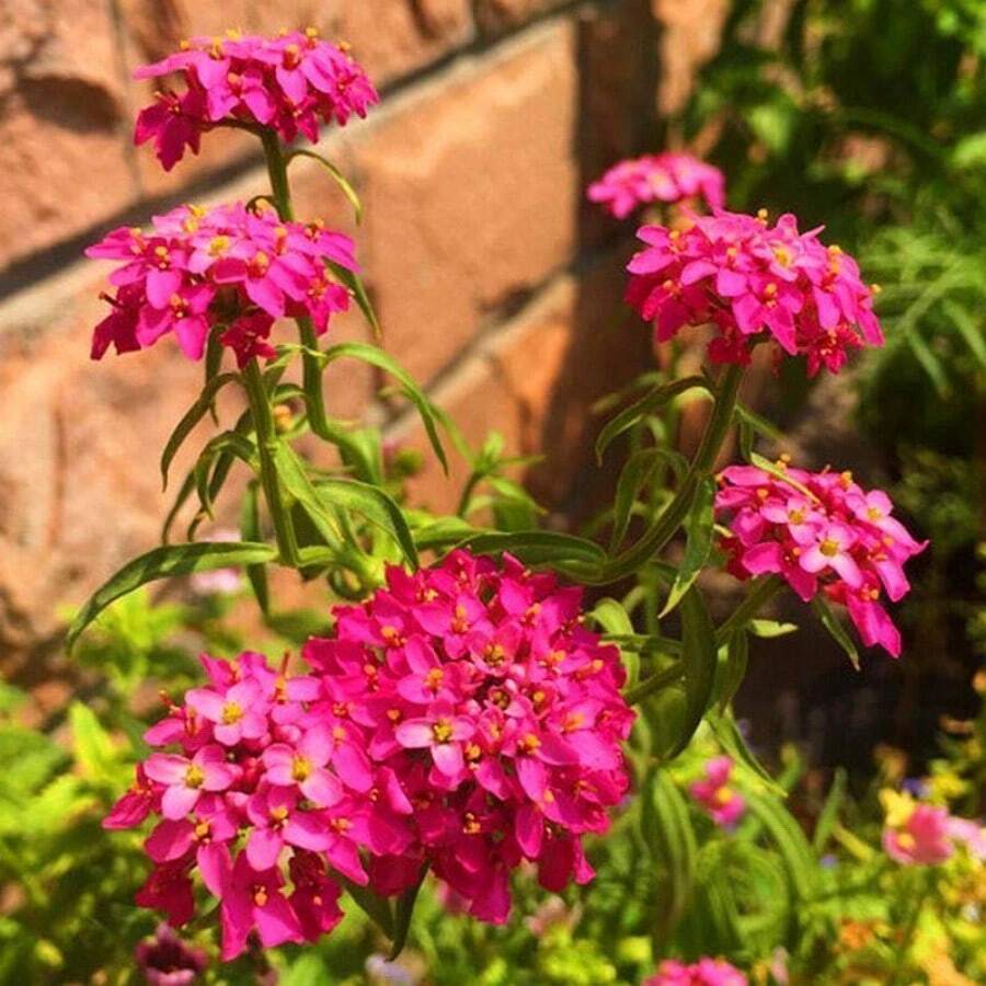 Seeds Philippines 100pcs Mixed Color Rocket Candytuft Flower