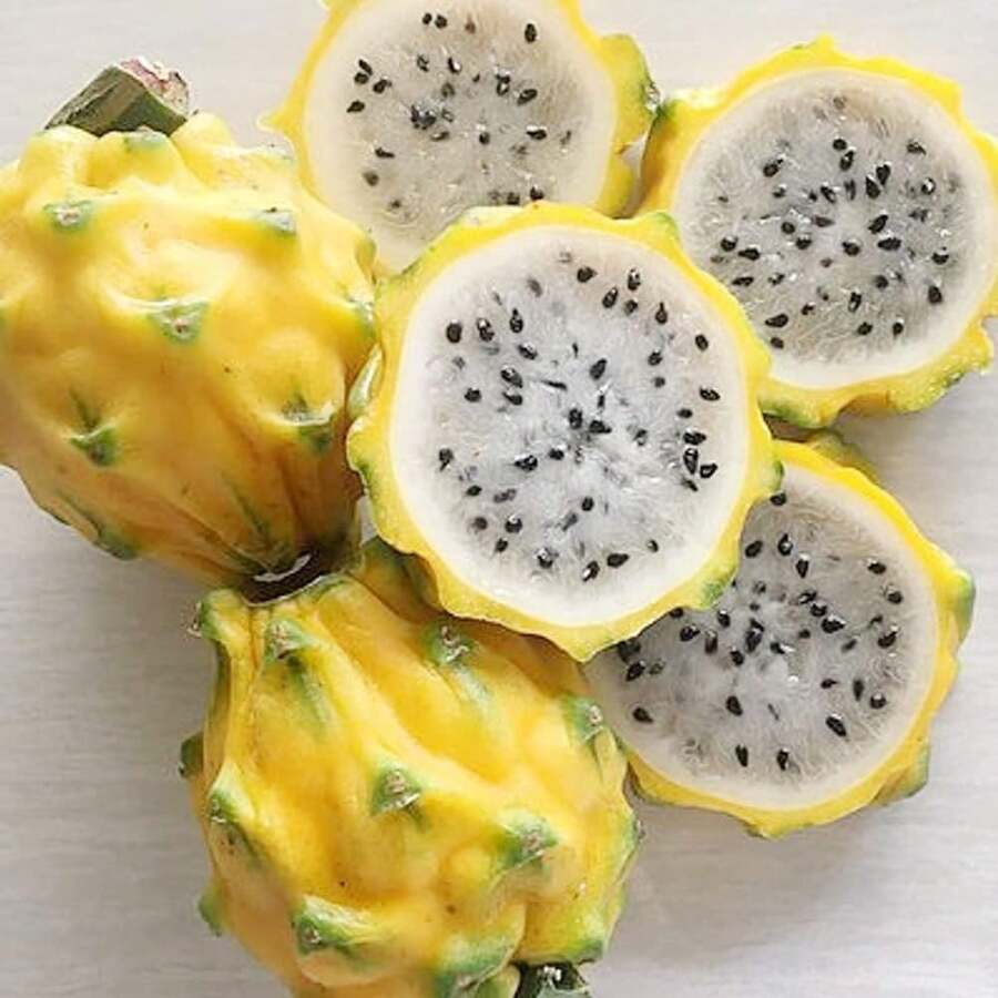 Easy Cultivating High Germination Rate GARDEN Yellow Dragon Fruit Seed