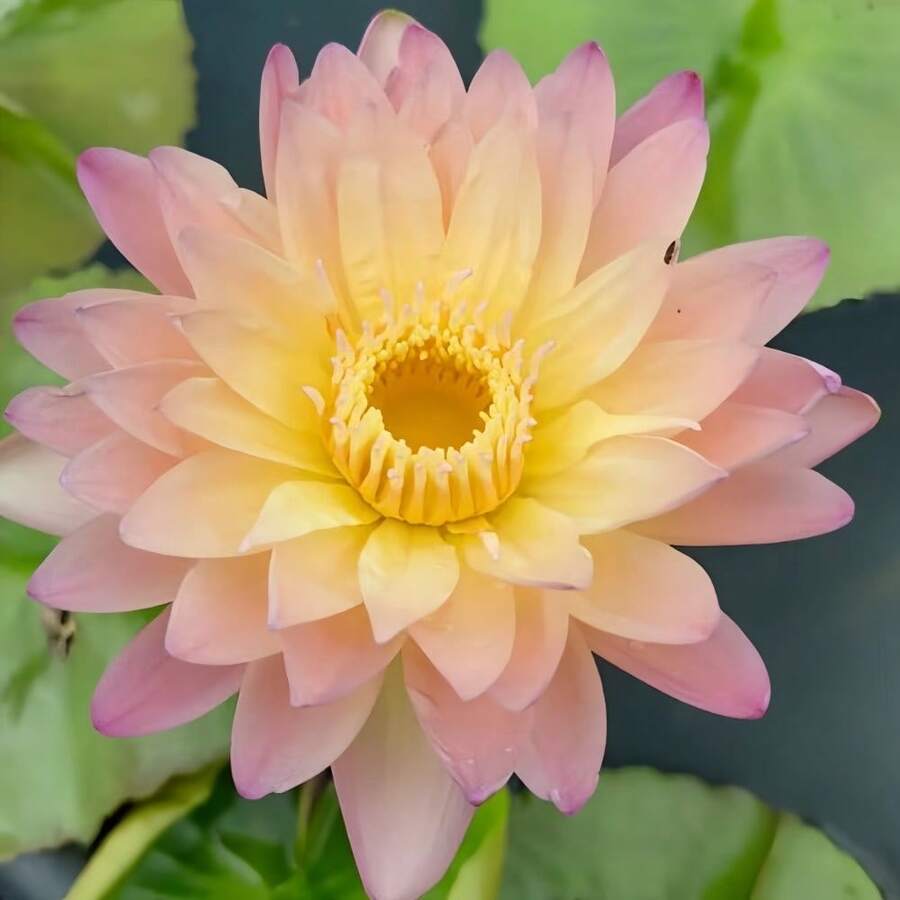 Rare Australian Water Lily Seeds, Flower Hydroponic Plants, Aquatic