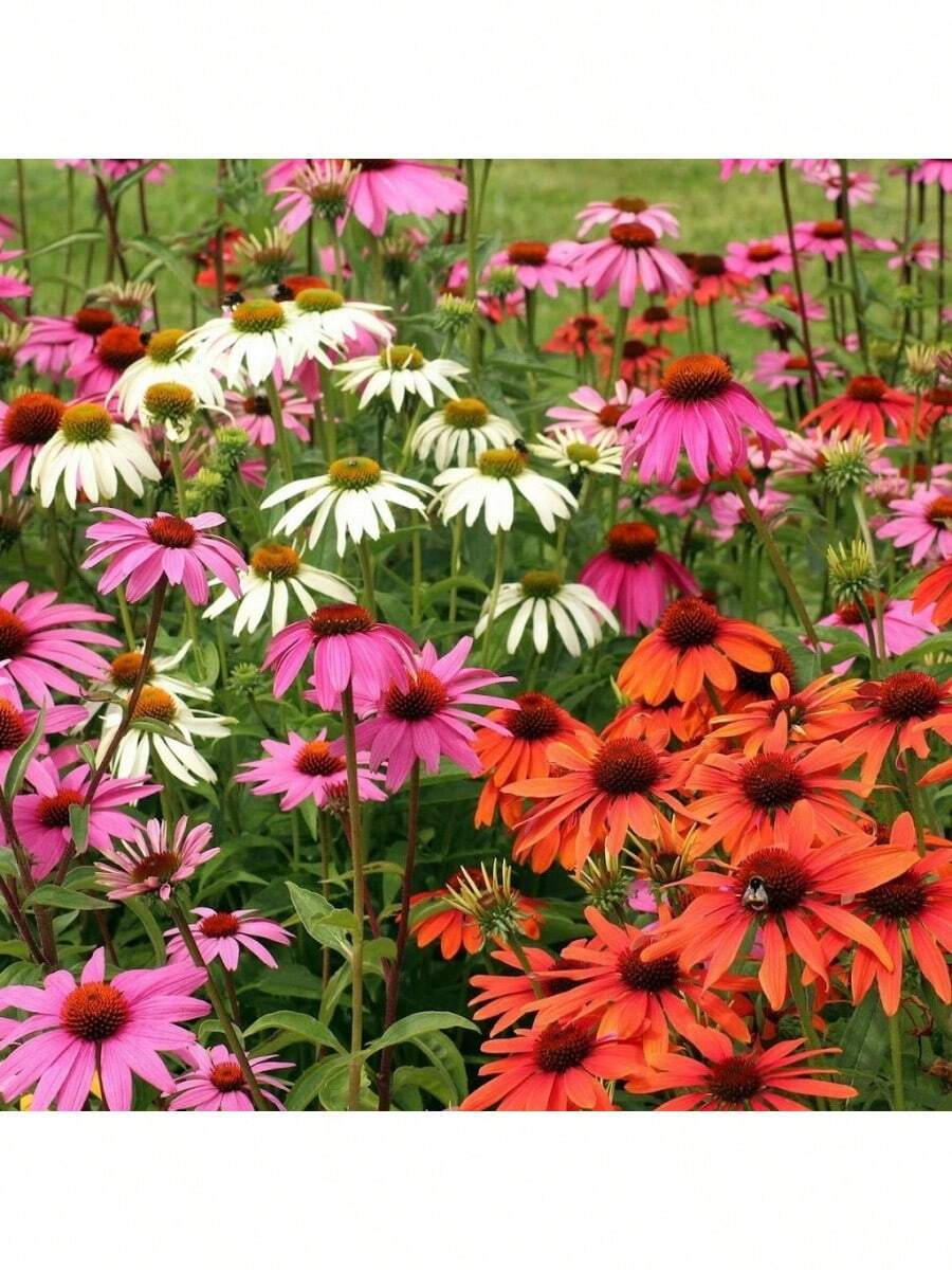 Heirloom Coneflower (Echinacea Purpurea) Garden Seeds For Vibrant