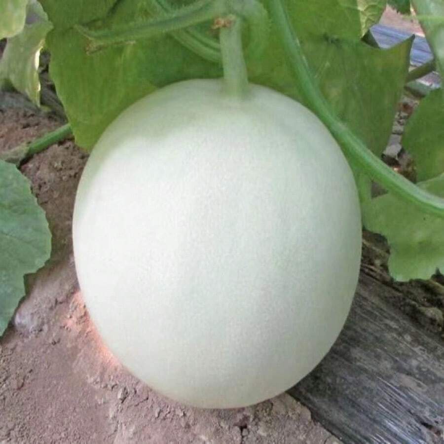High Germination Rate Extra Large White Sand Honey Melon Seeds High