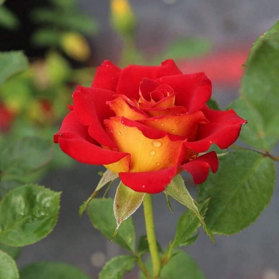 300 Rare Rose Plant Seed Planting Ketchup And Mustard Red And Yellow