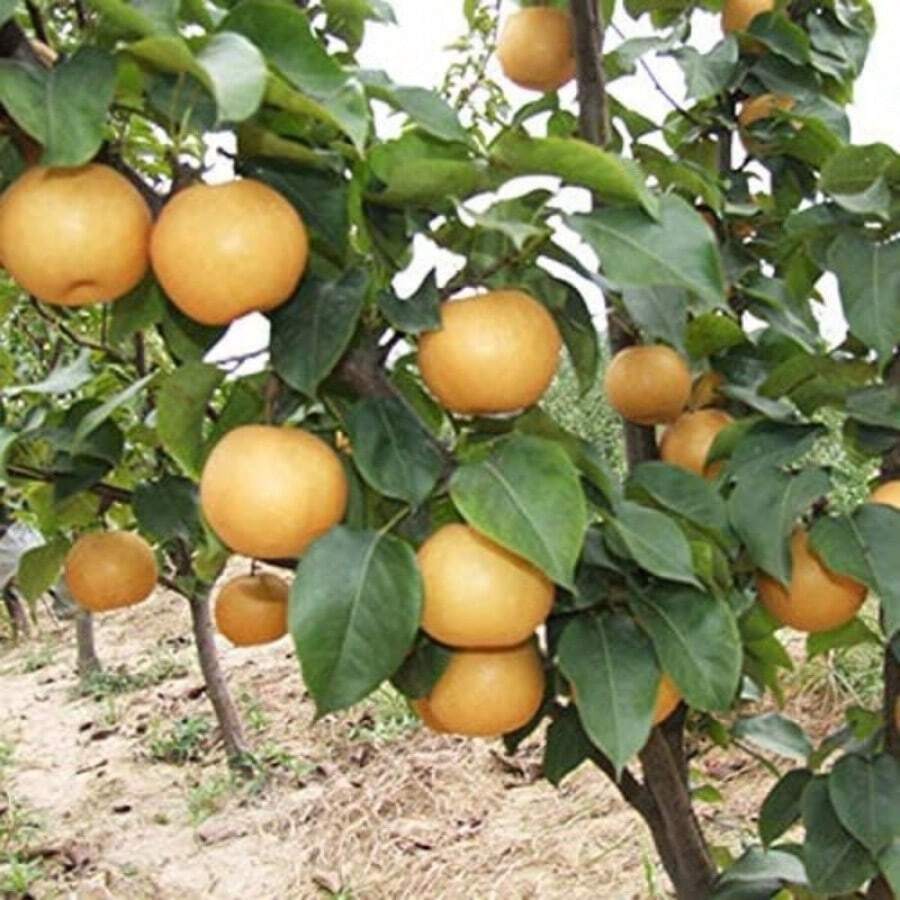 200pcs Pear Tree Seeds, Non GMO Sweet Juice Fruits With Low Maintenance