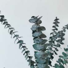 SHIXIONG 100pcs Natural Dried Pampas Grass Bunch,Bohemian Style Dried Reed Eucalyptus,Natural Dried Wheat Spikes Craft Bouquet For Floral Arrangements,Home And Wedding Decoration - 米色 - 查看 3