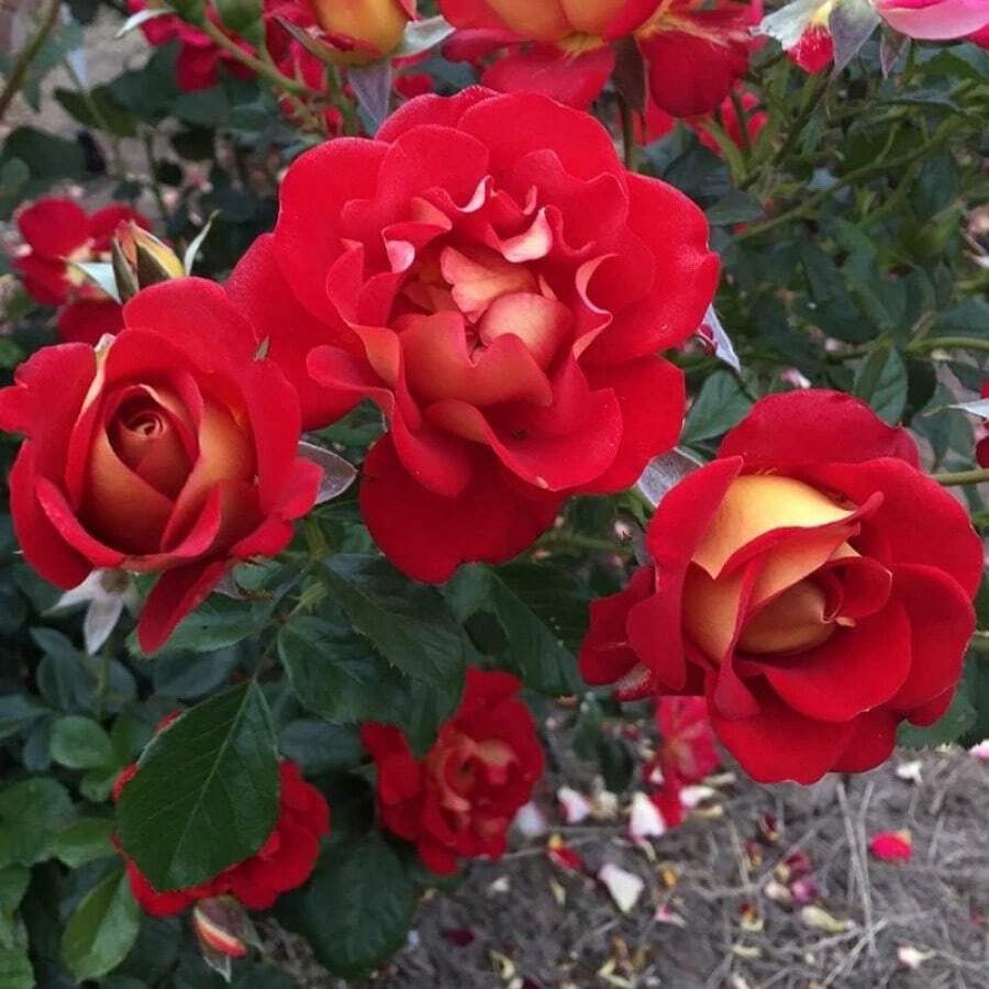 300 Rare Rose Plant Seed Planting Ketchup And Mustard Red And Yellow