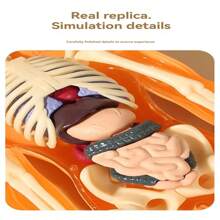 Modelo educativo de esqueleto humano con órganos, estructura ósea ensamblada, juguete de aprendizaje cognitivo - Multicolor - Ver 6