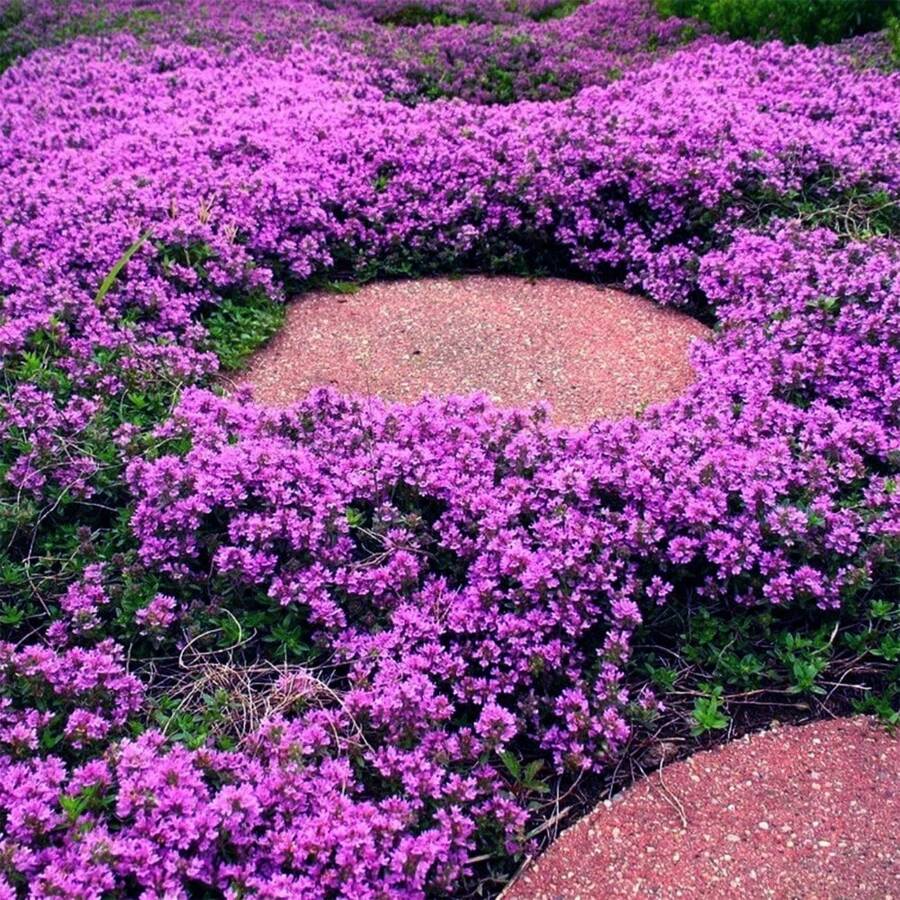 Magic Purple Creeping Thyme Lavender Seeds Flowers Good For Planting