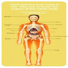 Modelo educativo de esqueleto humano con órganos, estructura ósea ensamblada, juguete de aprendizaje cognitivo - Multicolor - Ver 10