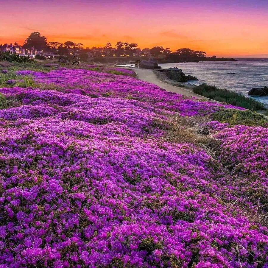 Magic Purple Creeping Thyme Lavender Seeds Flowers Good For Planting