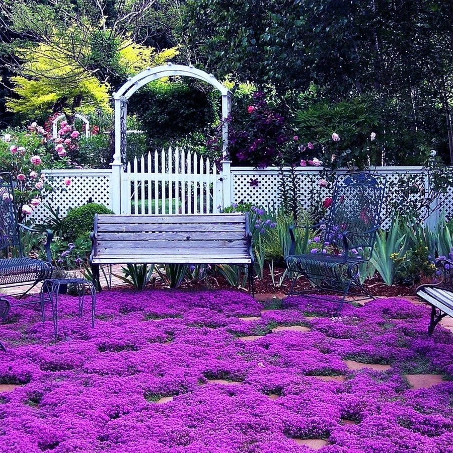 Magic Purple Creeping Thyme Lavender Seeds Flowers Good For Planting