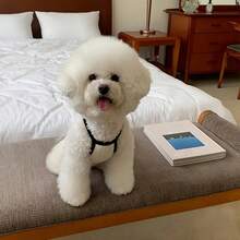 1 chiếc / Áo vest mùa hè nhẹ cho thú cưng | Áo thun đeo thú cưng màu đen và trắng | Trang phục cho chó thanh lịch tinh tế | Thoải mái cho mọi mùa dành cho giống chó trung bình, nhỏ, mini và đồ chơi | Polyester dệt 100% | Thiết kế áo chui đầu dễ dàng - Nhiều màu - Xem 9