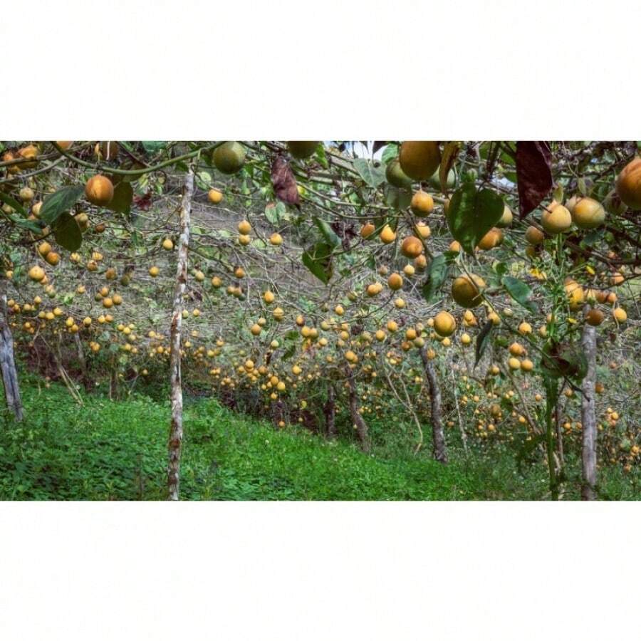 50 SWEET GRANADILLA Yellow Passionfruit Grenadia Sugar Fruit Passiflora