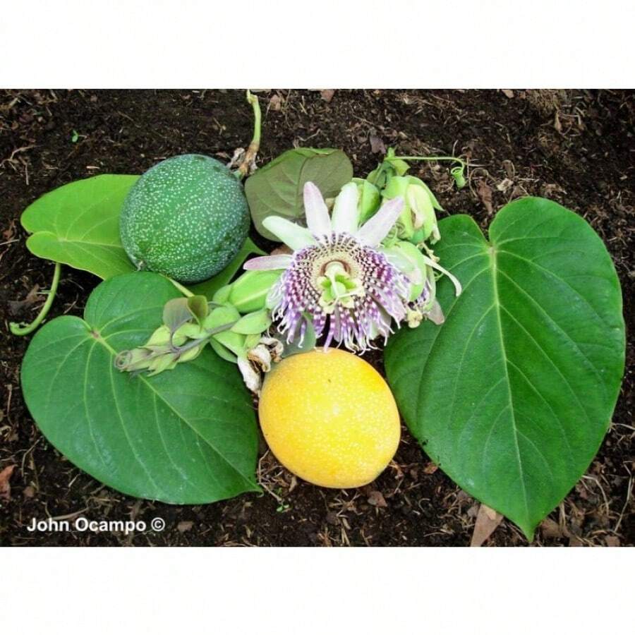 50 SWEET GRANADILLA Yellow Passionfruit Grenadia Sugar Fruit Passiflora