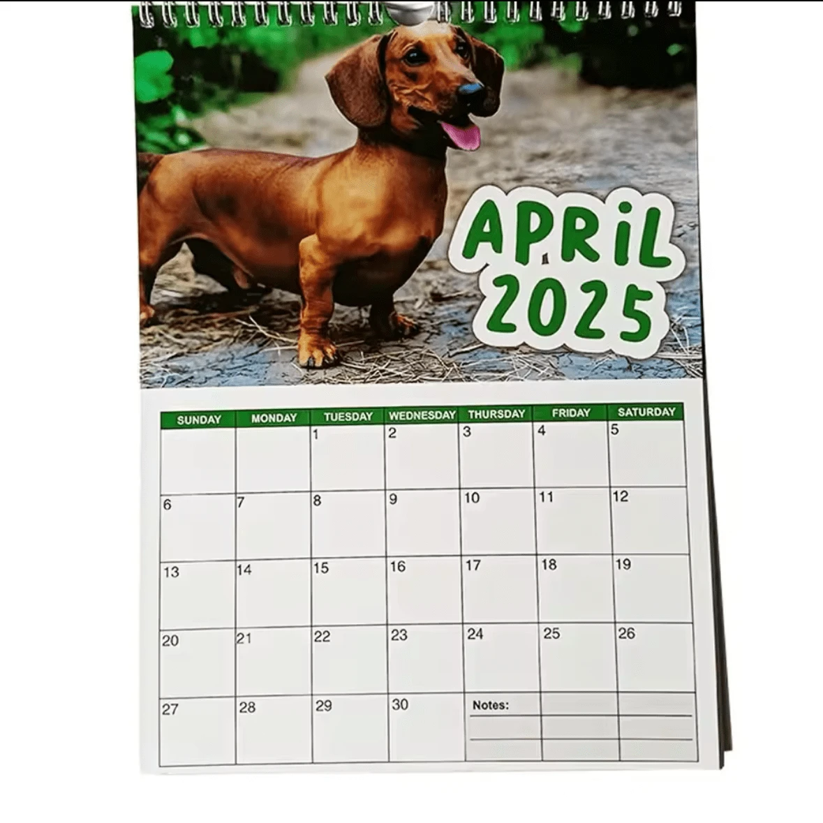 Täglicher, wöchentlicher, monatlicher Kalender 2025 mit frechen Dackeln