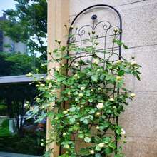 2 Pack Metal Garden Trellis For Climbing Plants Outdoor 86.7'' X 19.7'' Rustproof Plant Support Rose Trellis Netting Trellis Black - Multicolor - View 2