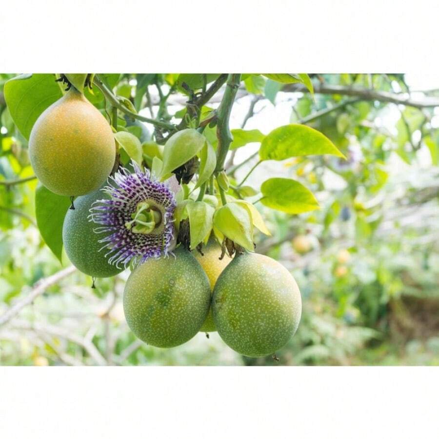50 SWEET GRANADILLA Yellow Passionfruit Grenadia Sugar Fruit Passiflora