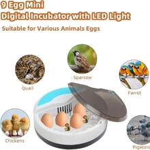 Incubadora Digital Chicken Bird De 9 Huevos - Azul - Ver 6