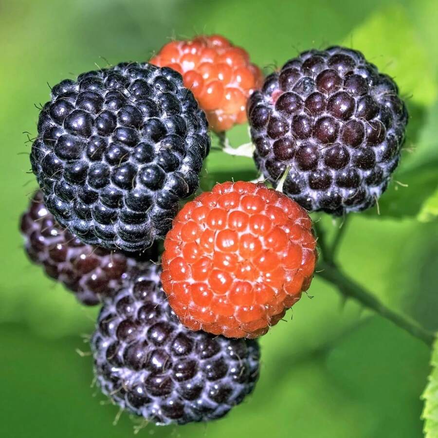 Black Raspberry Plant Seed Planting Mixed Perennial Raspberry ...