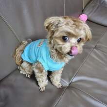 Personalized Cat And Dog Clothing, Customized Waffle Style Pet Vest, Suitable For Small And Medium-Sized Dogs In Spring And Autumn, Ideal Pet Christmas And New Year Gifts Ornamental,Cat Stylish,Cute,Colorful,Cuties Unique,Customized Home Goods Ideal Gifts For Him,Ideal Gifts For Her Her,Family,Friends,Pet Lovers,Pet For Anniversaries,For Birthdays