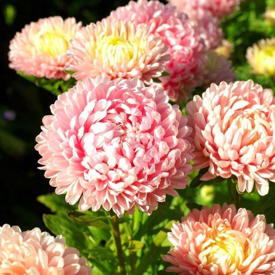 1000 Seeds Annual Callistephus White Tall Paeony Duchess Aster Flower ...