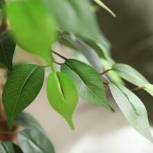 6 Feet Artificial Ficus Tree - Fake Silk Plants With Lifelike Leaves And Natural Wood Trunk - Faux Potted Tree For Indoor Home Decor