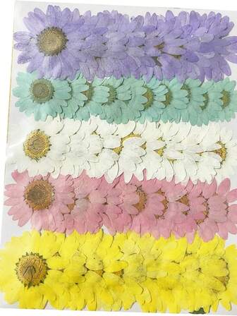 50pcs Natural Dried Daisy Flowers, Vacuum Packed, Embossed For Home Decor, Jewelry Making, Phone Case Decoration (5 Colors)