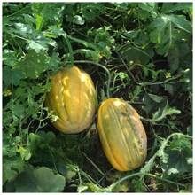 2X Gaucho Melon Seeds Long FELTRIN - 杏色 - 查看 9