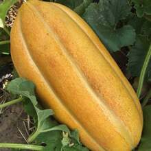 2X Gaucho Melon Seeds Long FELTRIN - 杏色 - 查看 4