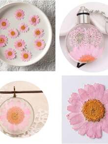 50pcs Natural Dried Daisy Flowers, Vacuum Packed, Embossed For Home Decor, Jewelry Making, Phone Case Decoration (5 Colors) - Multicolor - View 5