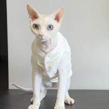 1 双层背心 无毛猫套装 Devins Finks 宠物套装 简约刺绣 春冬新款背心 - 白色 - 查看 3