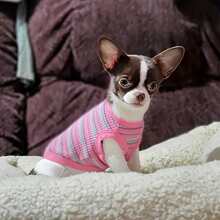 Thin Colorful Striped Casual Vest For Pets, Suitable For Small Dogs Like Chihuahua, Pomeranian And Teddy, Summer