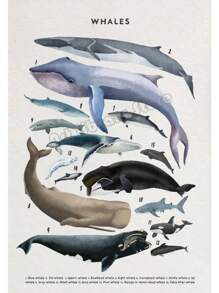 1 件鲸鱼和鲨鱼贝壳海龟章鱼鱼海洋生物海洋动物海报帆布画墙壁艺术图片家居装饰无框架 - 彩色 - 查看 23