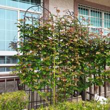 4 Pack - Galvanized Metal Trellis For Climbing Plants – Ideal For Ivy, Roses, Clematis, And More - 黑色 - 查看 2