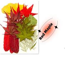 35pcs Dried Pressed Flowers For Resin Molds, Real Pressed Flowers Dry Leaves Kit For Art Crafts Resin Jewelry Making Scrapbook Supplies Card Making Soap Candle DIY Nails Decor| Valentine Day's Gift| Couple Gift| Christmas Gift Xmas Gift| Halloween Gift Decor