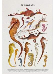 1 件鲸鱼和鲨鱼贝壳海龟章鱼鱼海洋生物海洋动物海报帆布画墙壁艺术图片家居装饰无框架 - 彩色 - 查看 25