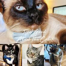 Customized: Luxury Velvet Sky Blue Personalized Cat Collar Bow Tie Leash Set, Customized Cat/Dog Name Tag, Comes With Golden Bell, Pet Engraved Gift - Multicolor - View 4