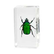 50+ Pcs Large (7.3cm) Transparent Resin Insect Stag Beetle, Spider, Scorpion, Rhinoceros Beetle, Hornet, Wasp Model, Spider Octagon Monster Creative Bookend Decor, Primitive Forest Giant Arthropod Centipede Model, Magical Nature Real Rare Various Insects, High Transparency Permanent Preserved Transparent Resin Natural Insect Creative Small Decor, Gift - Multicolor - View 26