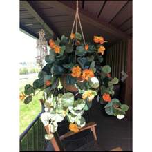 22" Nasturtium Artificial Faux Plant In Hanging Basket Home Decor. Retail $84