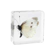 1pc Resin Insect Animal Bookend, Over 100 Unique Beetle, Spider, Scorpion, Ant, Ladybug, Grasshopper, Octopus, Butterfly, Dragonfly, Rhinoceros Beetle, Bee, Dung Beetle, Firefly Insect Model Collection, Craft, Educational Display - 3.8cm Square Insect Specimen - View 20