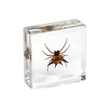 1pc Resin Insect Animal Bookend, Over 100 Unique Beetle, Spider, Scorpion, Ant, Ladybug, Grasshopper, Octopus, Butterfly, Dragonfly, Rhinoceros Beetle, Bee, Dung Beetle, Firefly Insect Model Collection, Craft, Educational Display - 3.8cm Square Insect Specimen - View 25